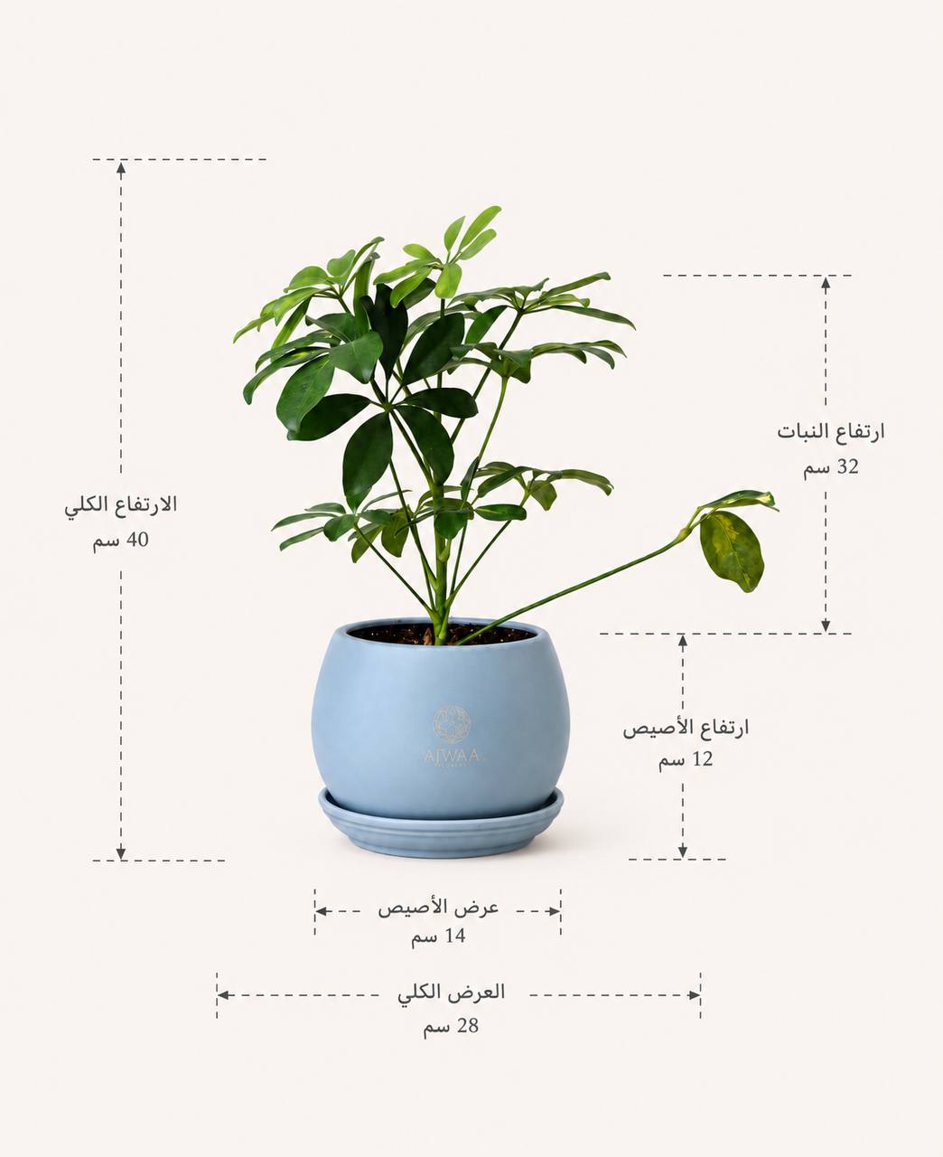 نبتة باشيرا - صورة 2