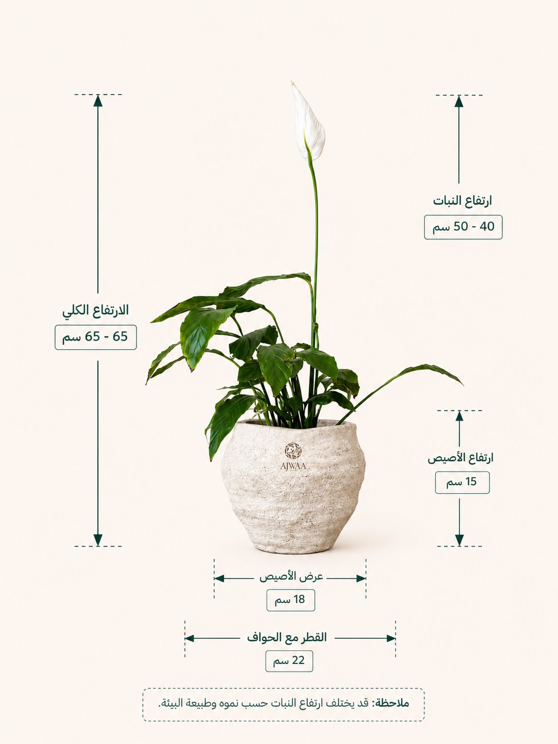 نبتة الاشرعة البيضاء - صورة 2