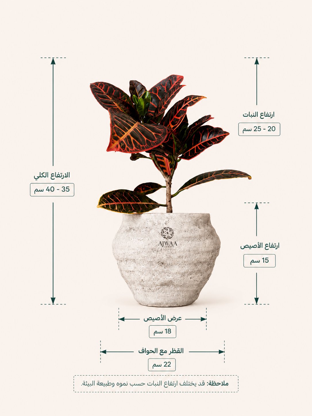 نبتة الكروتون - مركن فخار - صورة 2