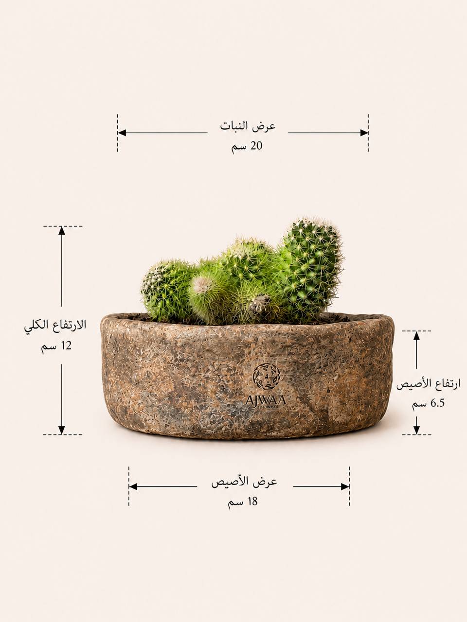 نبتة صبار  - صورة 2