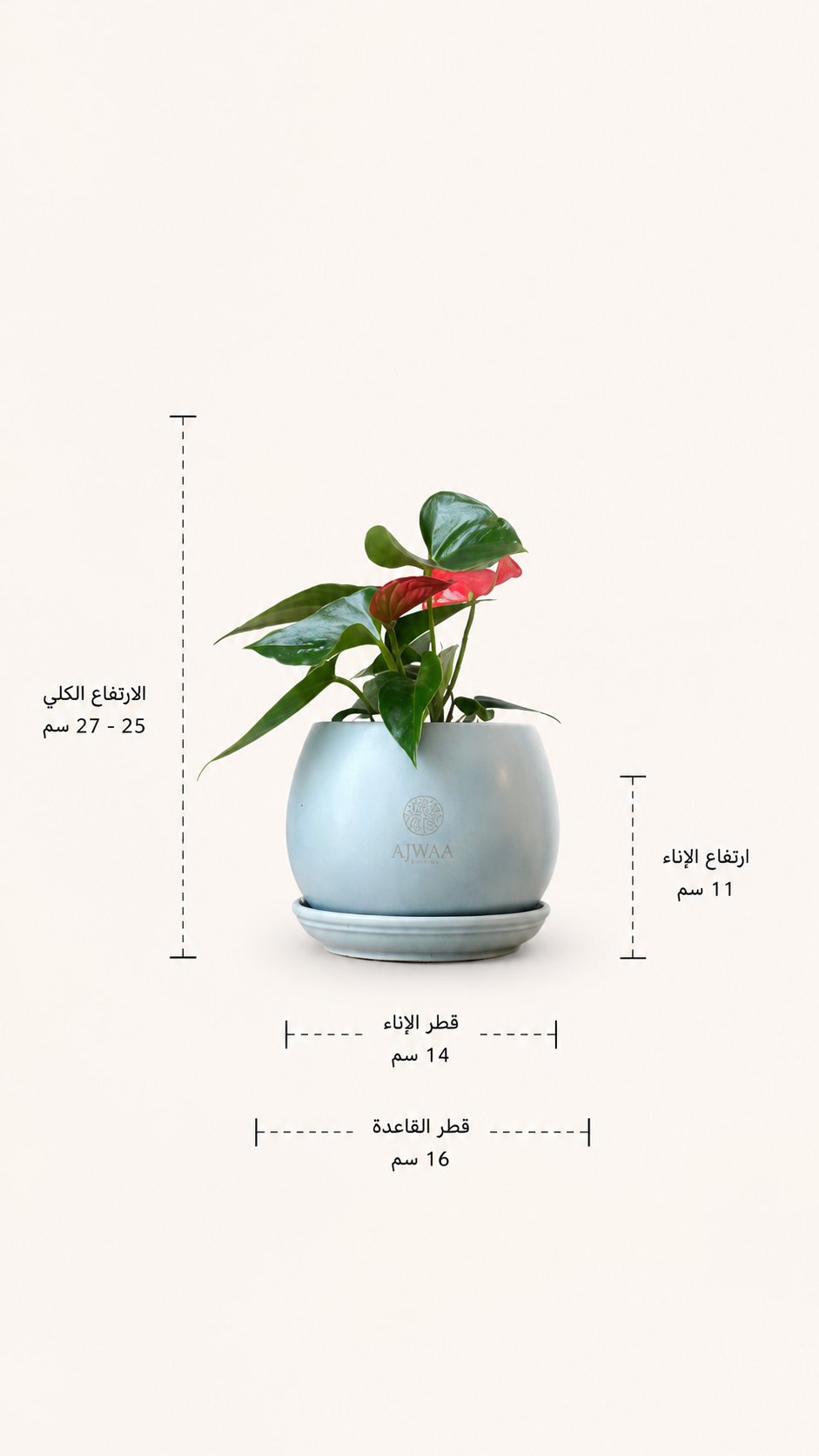 نبتة انتوريوم - صورة 2