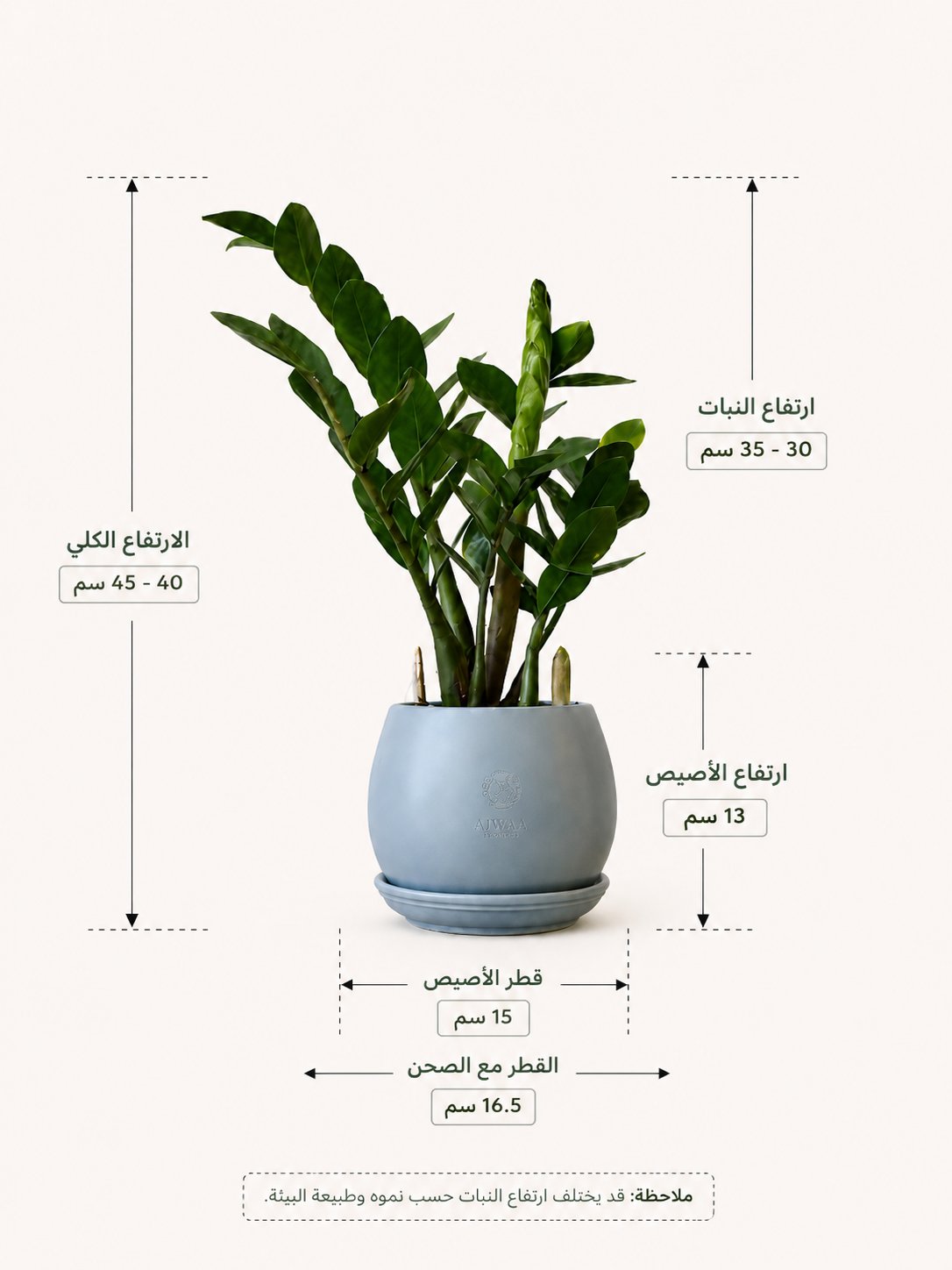 نبتة زاميا - مركن رمادي صغير - صورة 2