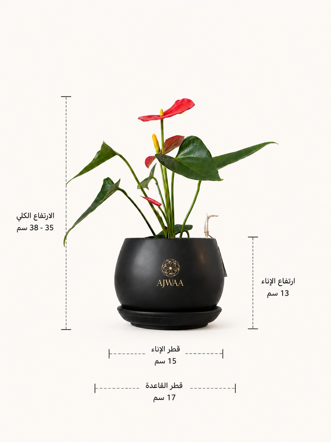 نبتة انتوريوم حمراء - مركن اسود - صورة 2