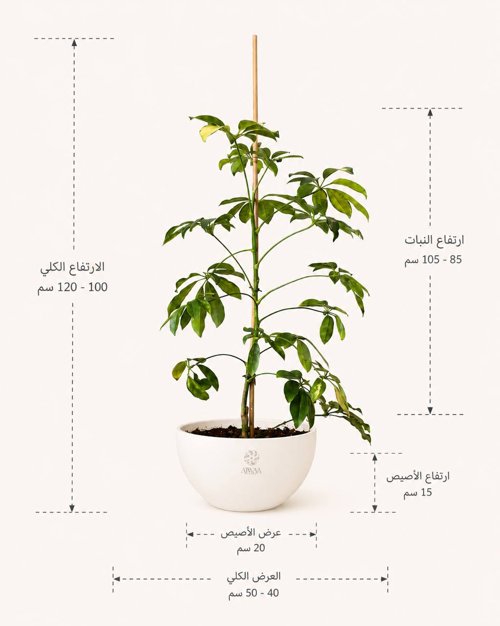 نبتة باشيرا - صورة 2