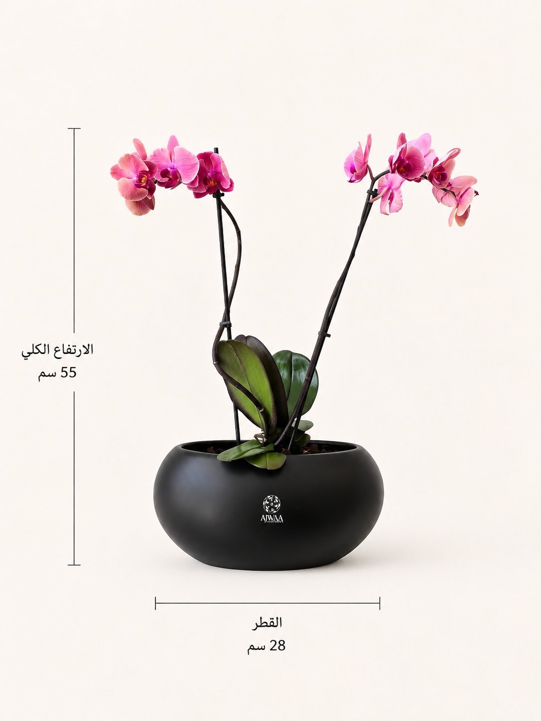نبتة الاوركيد الزهري - صورة 2