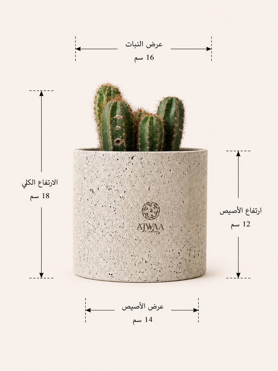 نبتة صبار صغير - صورة 2