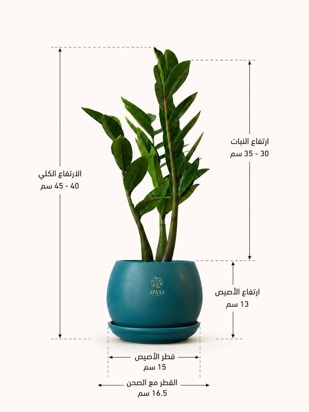 نبتة زاميا - مركن فيروزي صغير - صورة 2