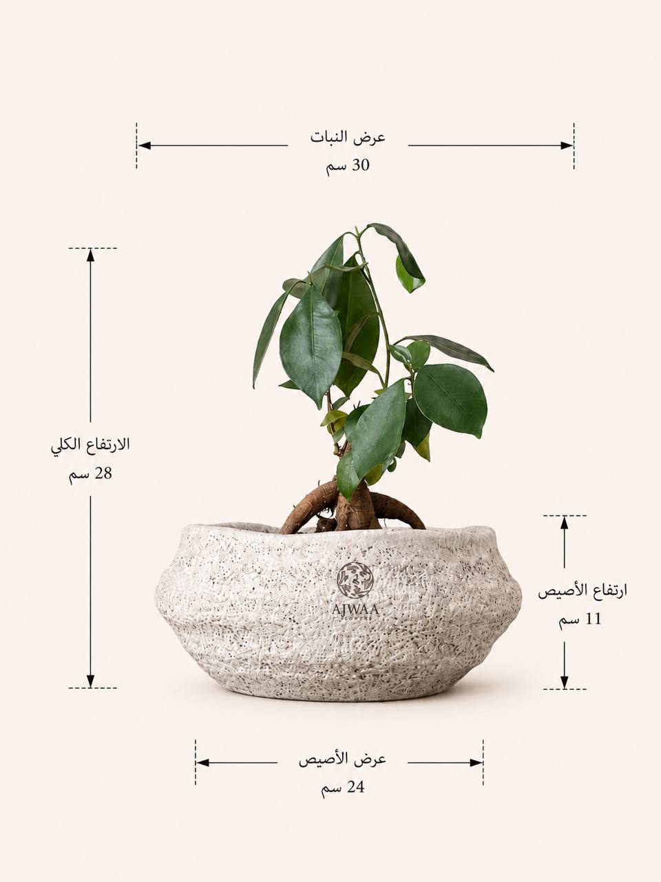 نبتة بونساي - صورة 2