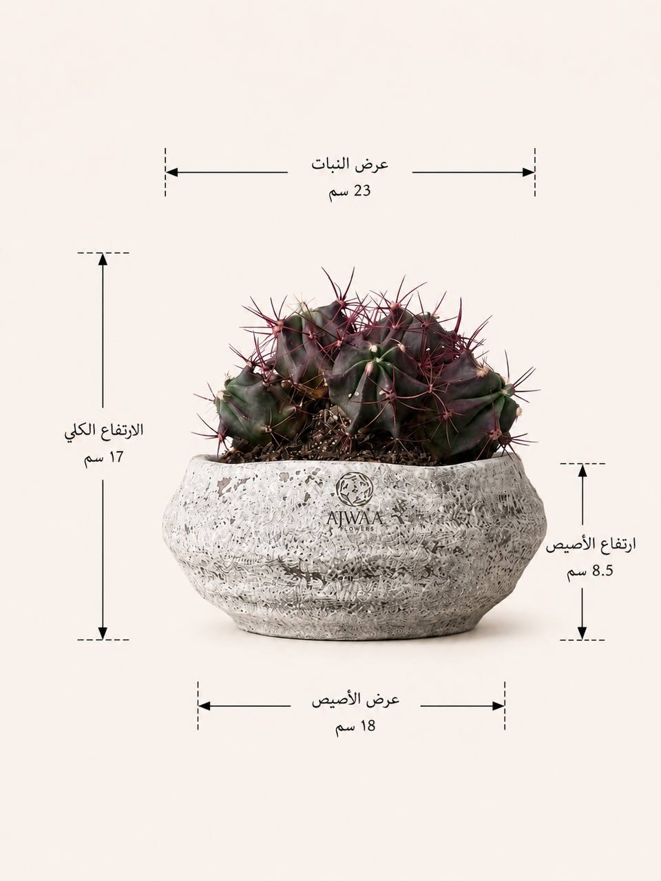 نبتة صبار  - صورة 2