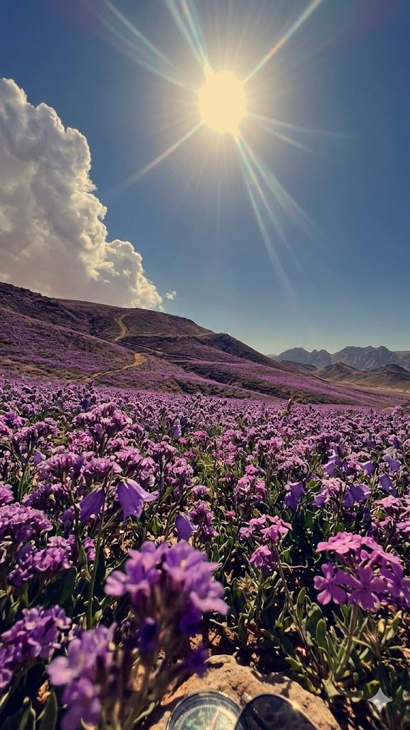 عباية لافندر الصحراء - صورة 5