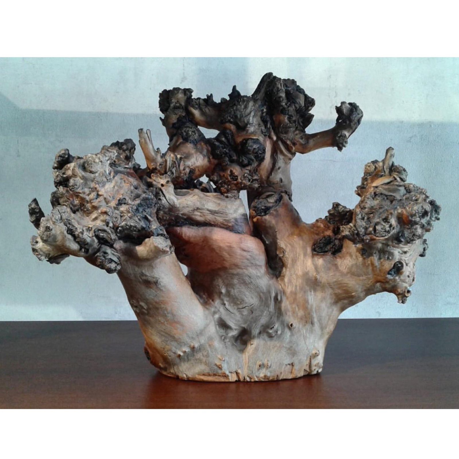 ONE of a KIND Natural Root display  - Image 1