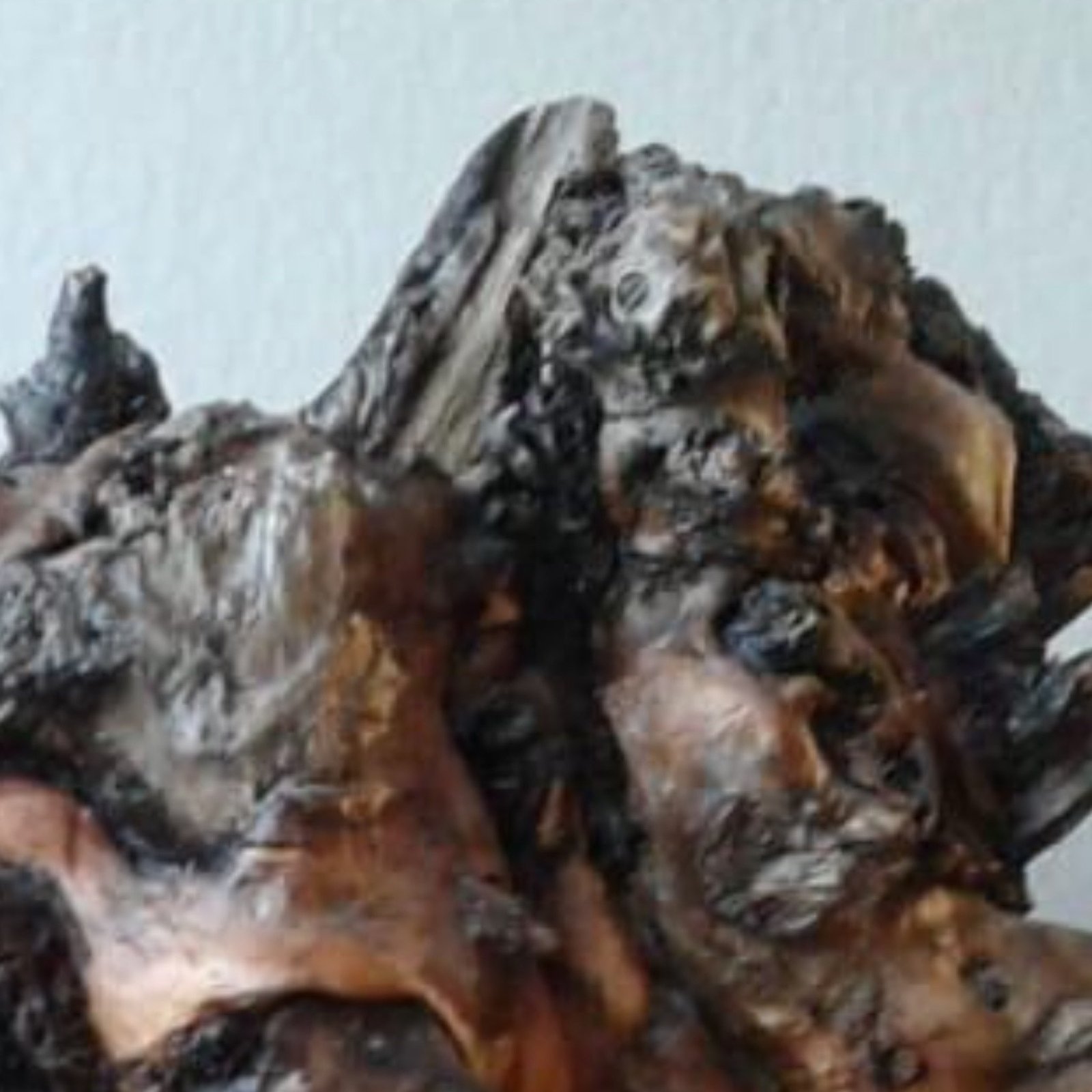 ONE of a KIND Natural Root display  - Image 2