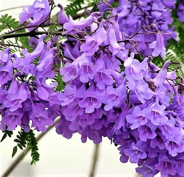 جكراندا - صورة 2