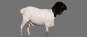 cover_image