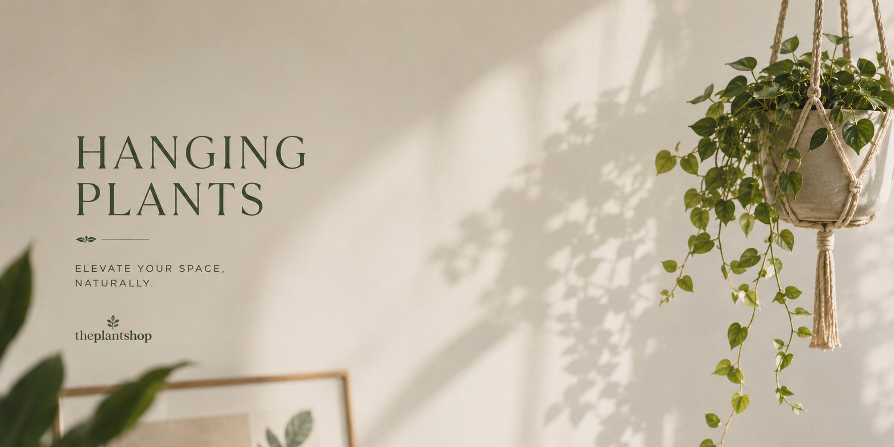 Hanging Plants
