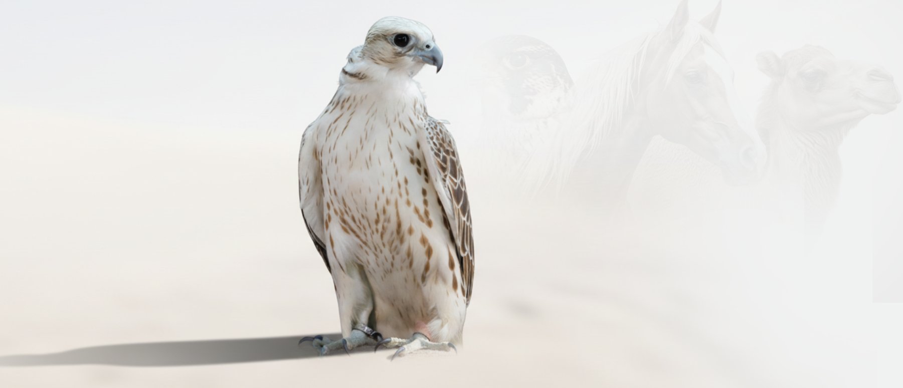 صقور
