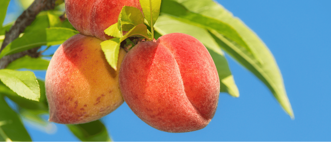Fresh Fruits