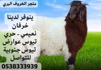 الخروف البري