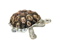 Limited Edition Galapagos Tortoise Decorative Box with Limpet Shells - صورة 5