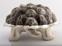 Limited Edition Galapagos Tortoise Decorative Box with Limpet Shells - صورة 7