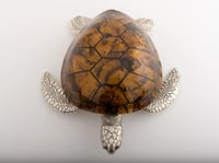 Large Sea Turtle Tiger Color Shell Box - صورة 10