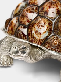 Limited Edition Galapagos Tortoise Decorative Box with Limpet Shells - صورة 3