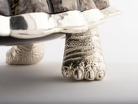 Limited Edition Galapagos Tortoise Decorative Box with Limpet Shells - صورة 6