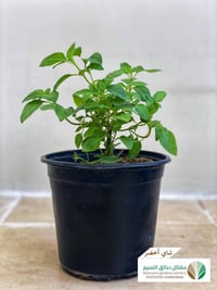 شاي أخضر - صورة 1