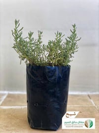 شيح - صورة 1