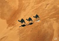 جمل والظل - صورة 2