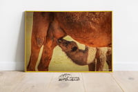 حوار وناقه - صورة 3