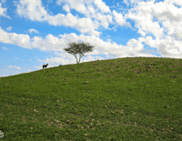 الفرع بالمدينة - صورة 2