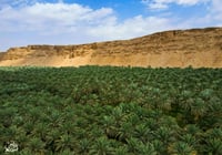 نخيل  (السعر حسب اختيارك للمتر) - صورة 2