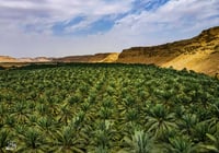 نخيل الحوطه (السعر حسب المقاس) - صورة 2