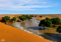 شعيب بقر  (السعر حسب اختيارك للمتر) - صورة 2