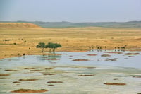 فيضة الحيرا - صورة 2