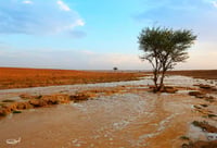 سيل (السعر حسب اختيارك للمتر) - صورة 2