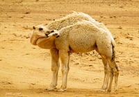 حنان الحيران - صورة 2