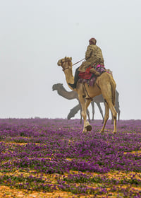الابل والخزامى - صورة 3