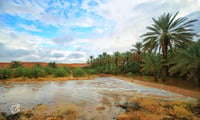 الوسيعه بتمير (السعر حسب اختيارك للمتر ) - صورة 2