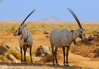 المها العربي (السعر حسب المقاس) - صورة 2