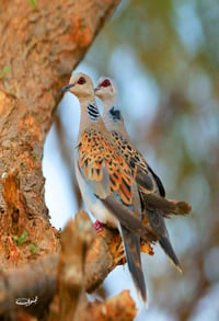 طيور القميري - صورة 3
