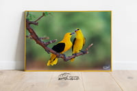 طائر الصفاري - صورة 3