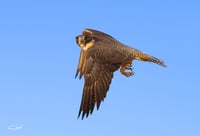 طير الصقر - صورة 2