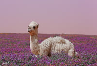 حوار وخزامى - صورة 2
