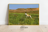  غزال الريم - صورة 3