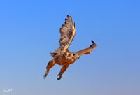 الصقر - صورة 2