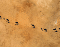 ظل الابل - صورة 2