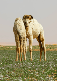 حيران بام عشر - صورة 2