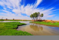 روضه ام خرجين (السعر حسب اختيارك للمتر ) - صورة 2